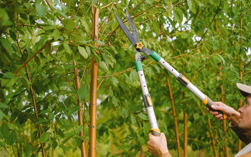 Tree trimming in Westfall, OR
